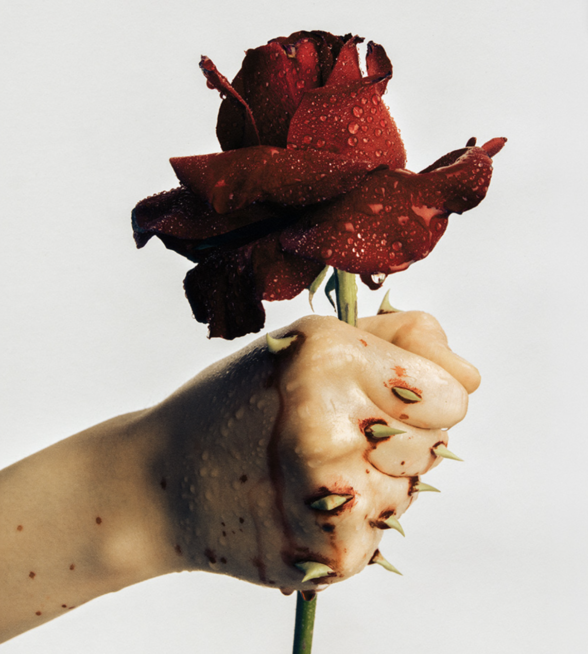 Flower in the Ashes: hand with thorns holding a dark red rose